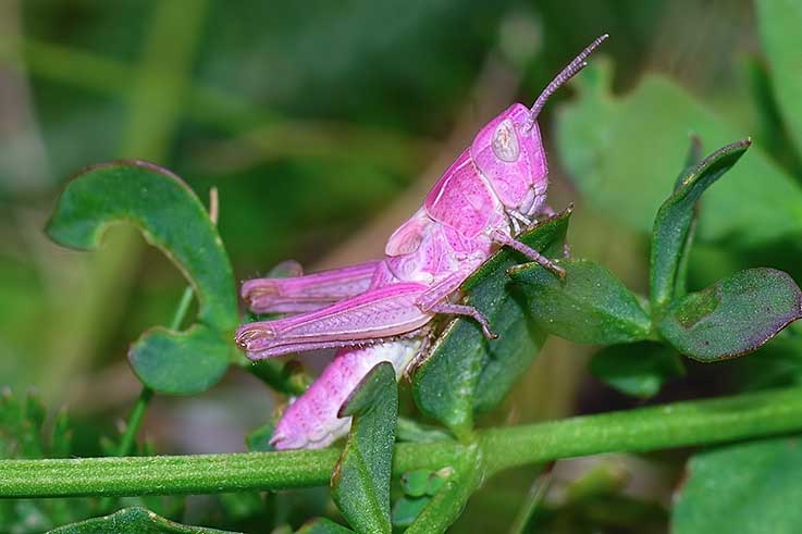 Chorthippus parallelus (Acrididae)